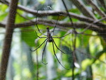 Elefantentrekking in Pang Nga Tonprai Wasserfall Naturpfad 10 cm grosse Spinne (TH).